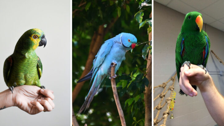 10 Incredible Birds Known for Their Talking Abilities