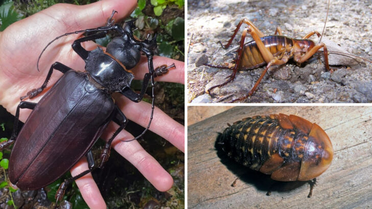 10 Massive Insects That Showcase Nature’s Incredible Scale