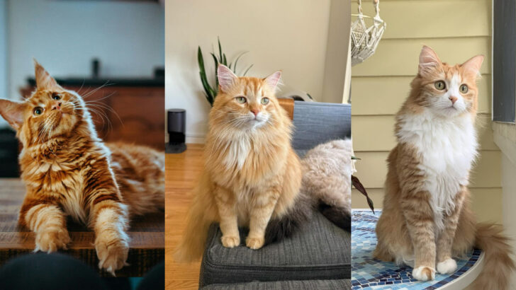 10 Stunning Orange Cat Breeds You’ll Fall in Love With