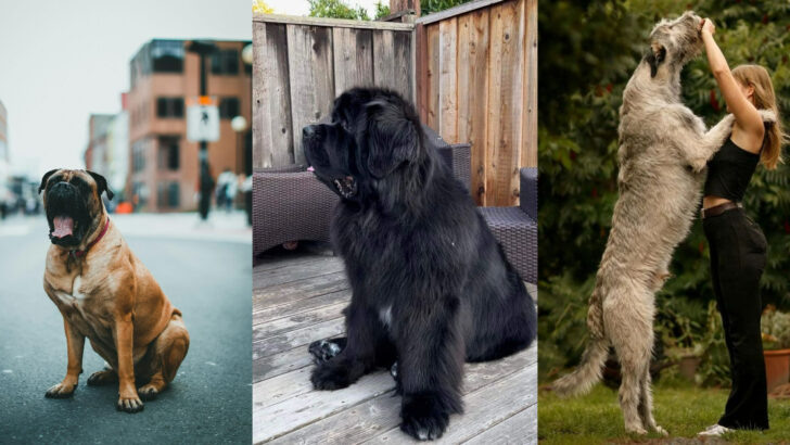 Names for Big Dogs That Capture Their Power and Charm