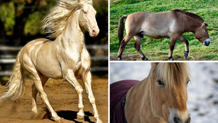 Ancient Horse Breeds That Changed the Course of History