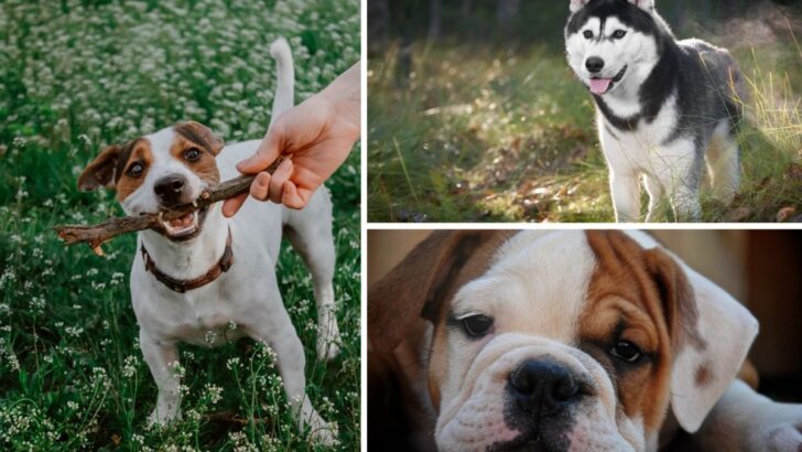 5 Dog Breeds That Many Owners Regret Bringing Home