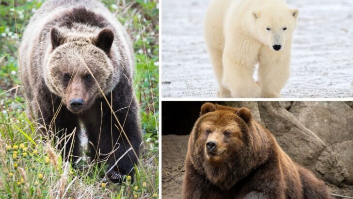 5 Massive Bears That Outsize the Mighty Grizzly