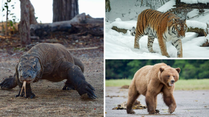 5 Predators That Are Fierce Enough to Take on Wolves