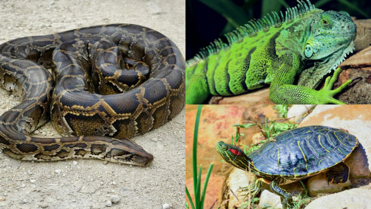 Invasive Reptiles Disrupting California’s Wildlife