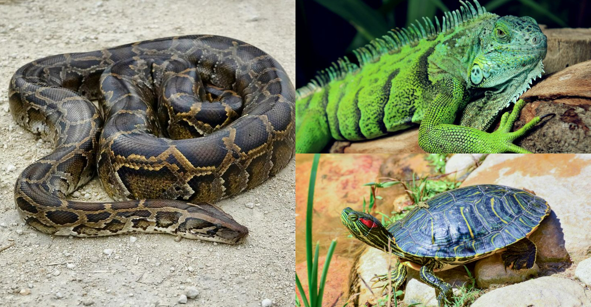 6 Invasive Reptiles Disrupting California’s Wildlife - Exploring Animals