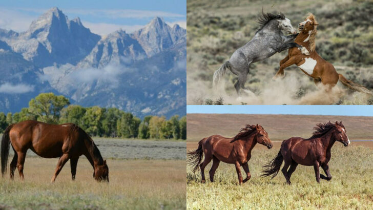 6 States Across America Where Wild Mustangs Still Run Free