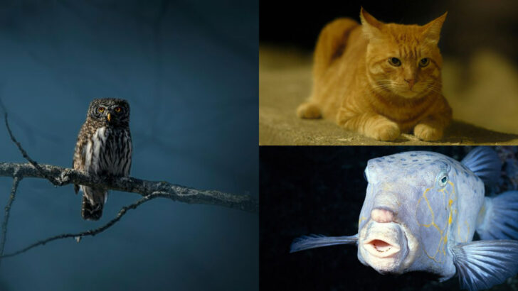 7 Incredible Animals That See Clearly in the Dark