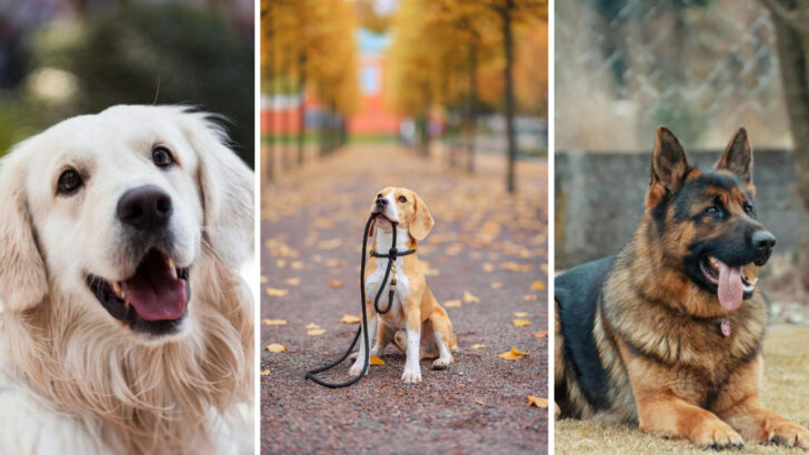 9 Dog Breeds That Create the Deepest Bonds With Their Owners