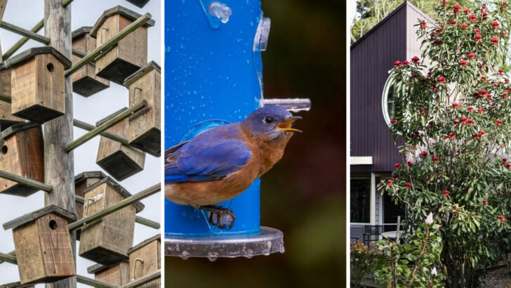 9 Effective Ways to Attract Bluebirds to Your Yard