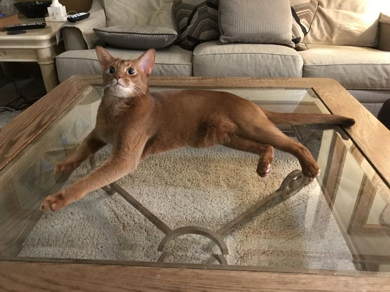 Abyssinian