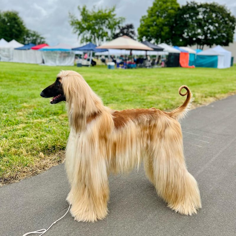 Afghan Hound