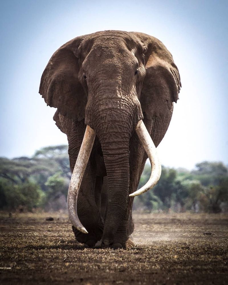 African Elephant