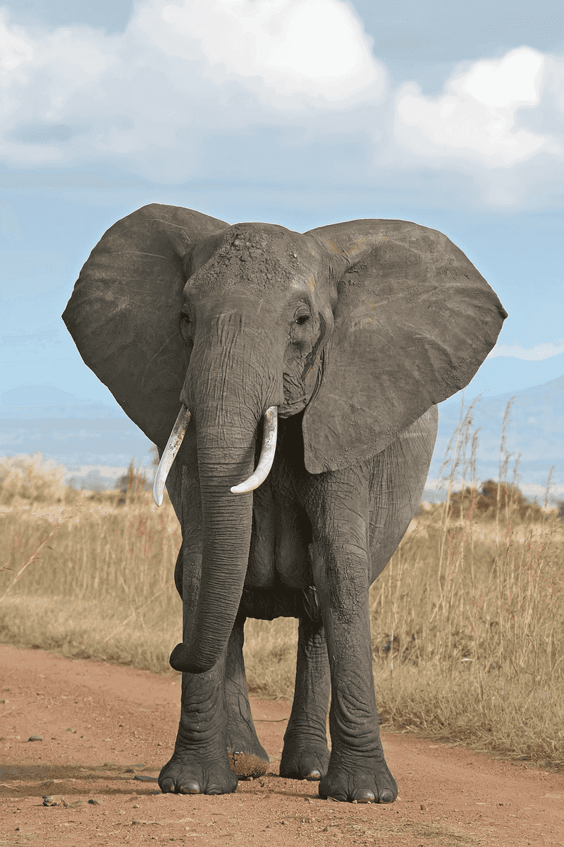 African Elephant