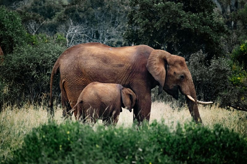 African Elephants