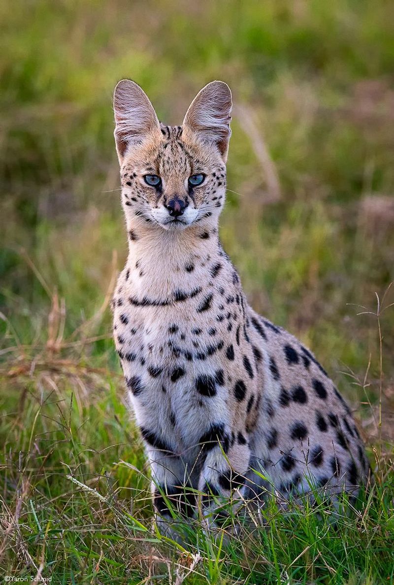 African Serval Cats