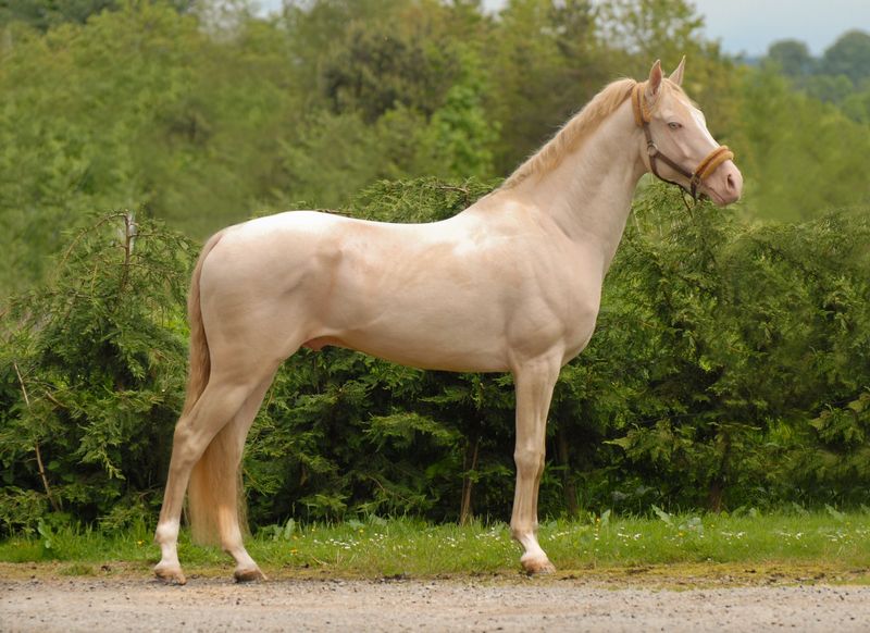 Akhal-Teke