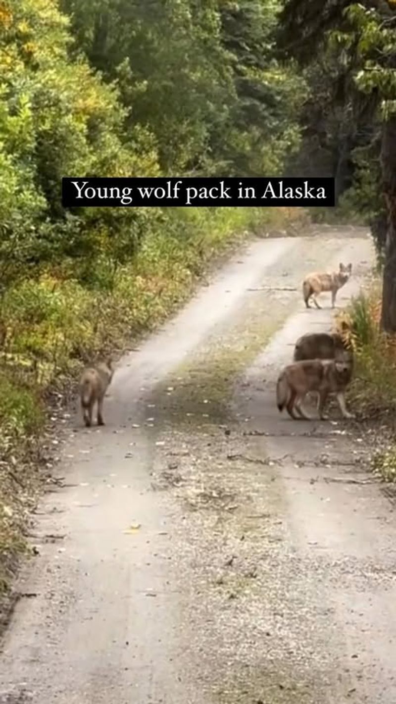 Alaska's Wilderness