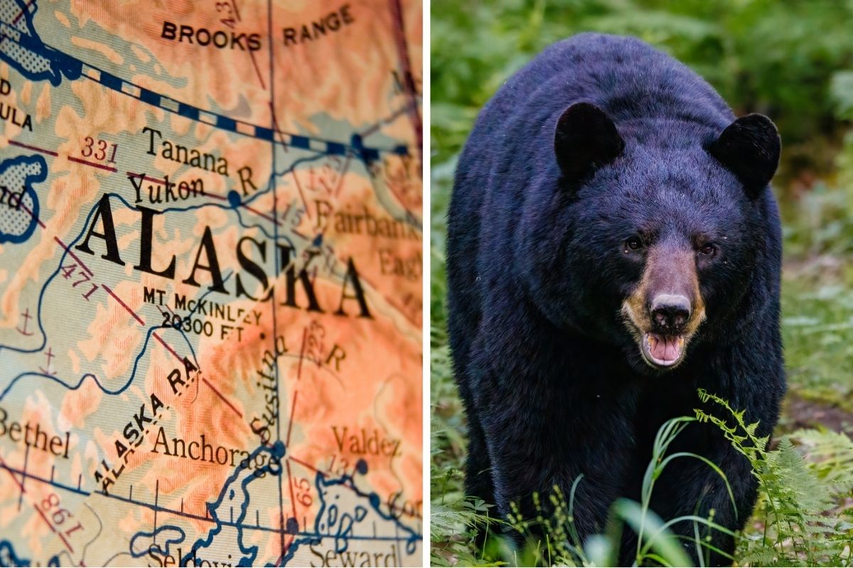 Alaska black bears