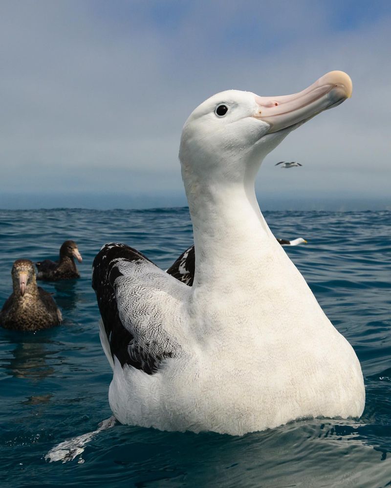 Albatross