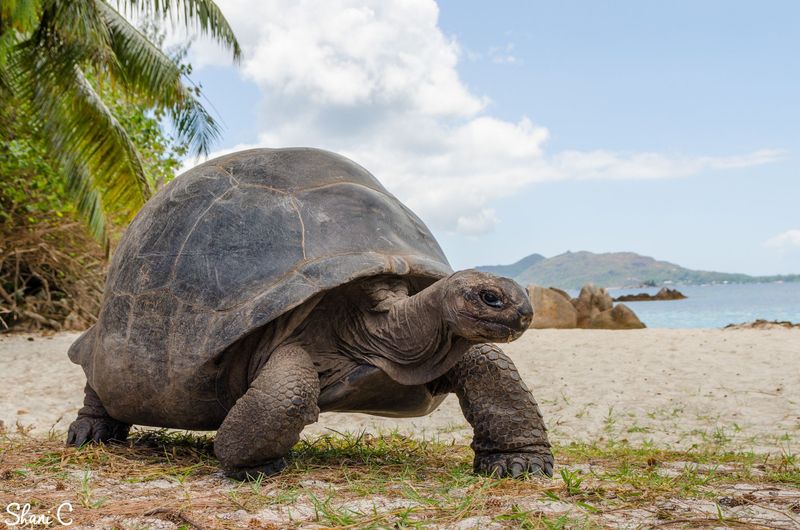 Aldabra Giant Tortoise