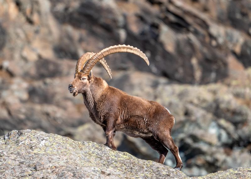 Alpine Ibex