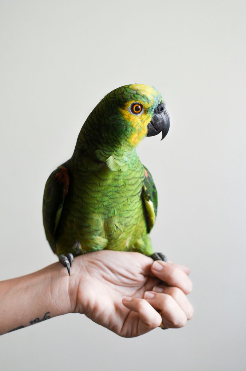 Amazon Parrot