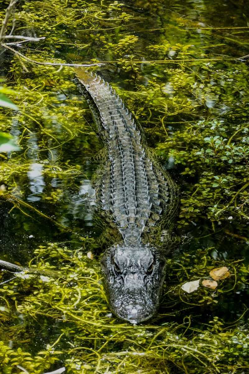 American Alligator