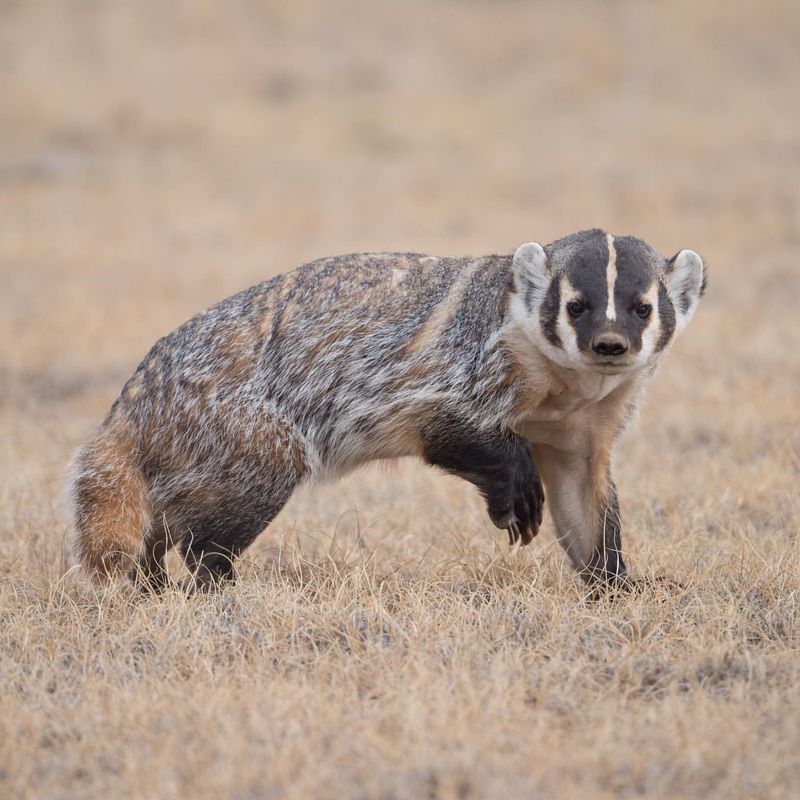 American Badger