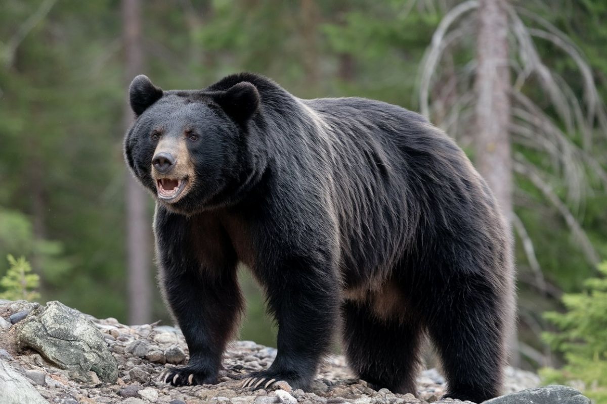 American Black Bear