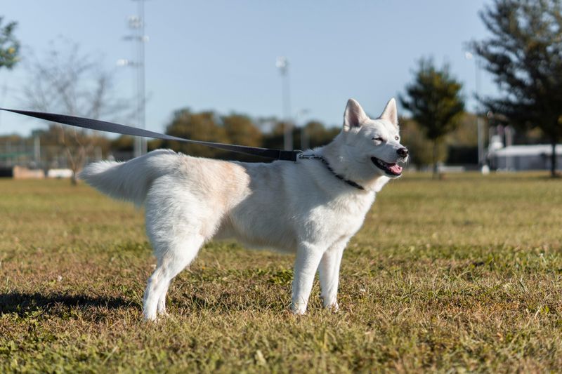 American White Shepherd