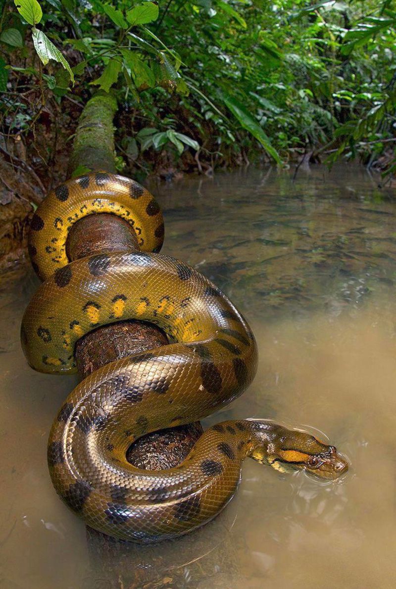 Anaconda