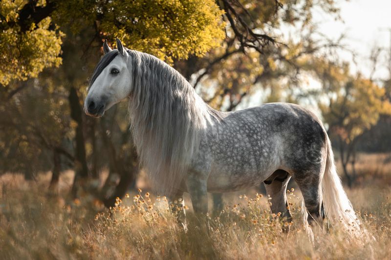 Andalusian Horse