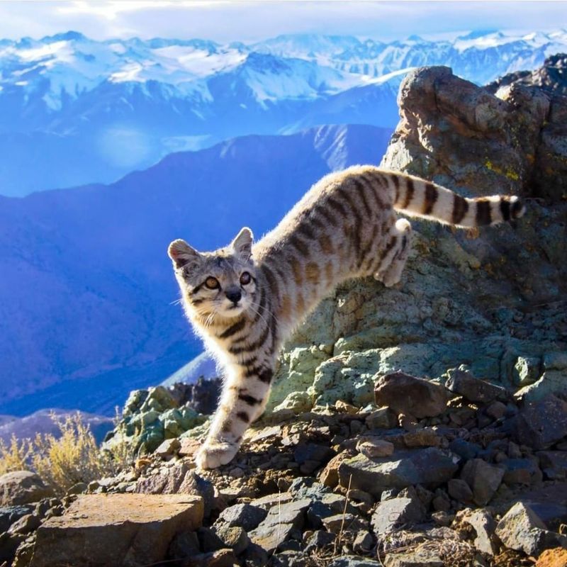 Andean Mountain Cat