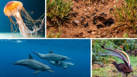 9 Animal Facts So Fascinating You Won’t Believe They’re True