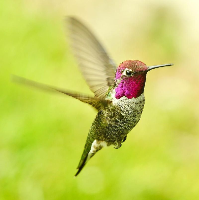 Anna's Hummingbird