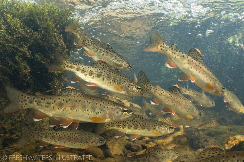 Apache Trout