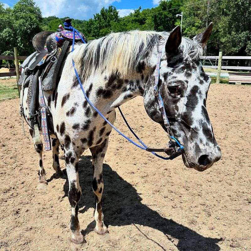 Appaloosa