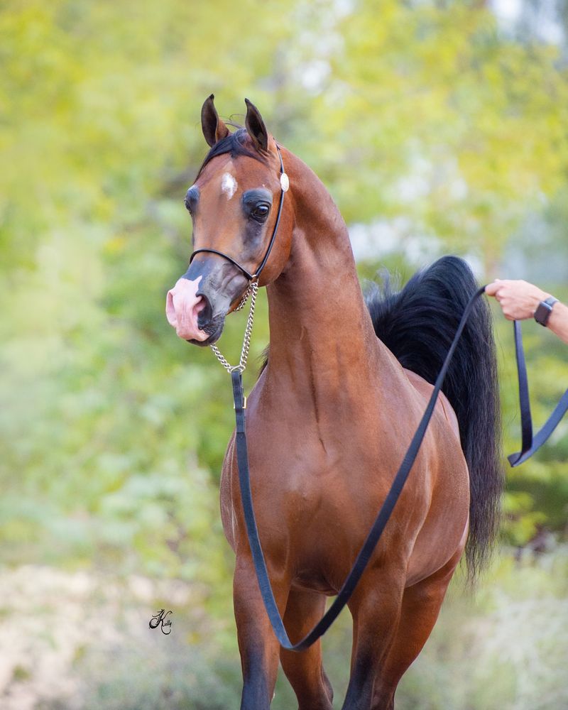 Arabian Horse