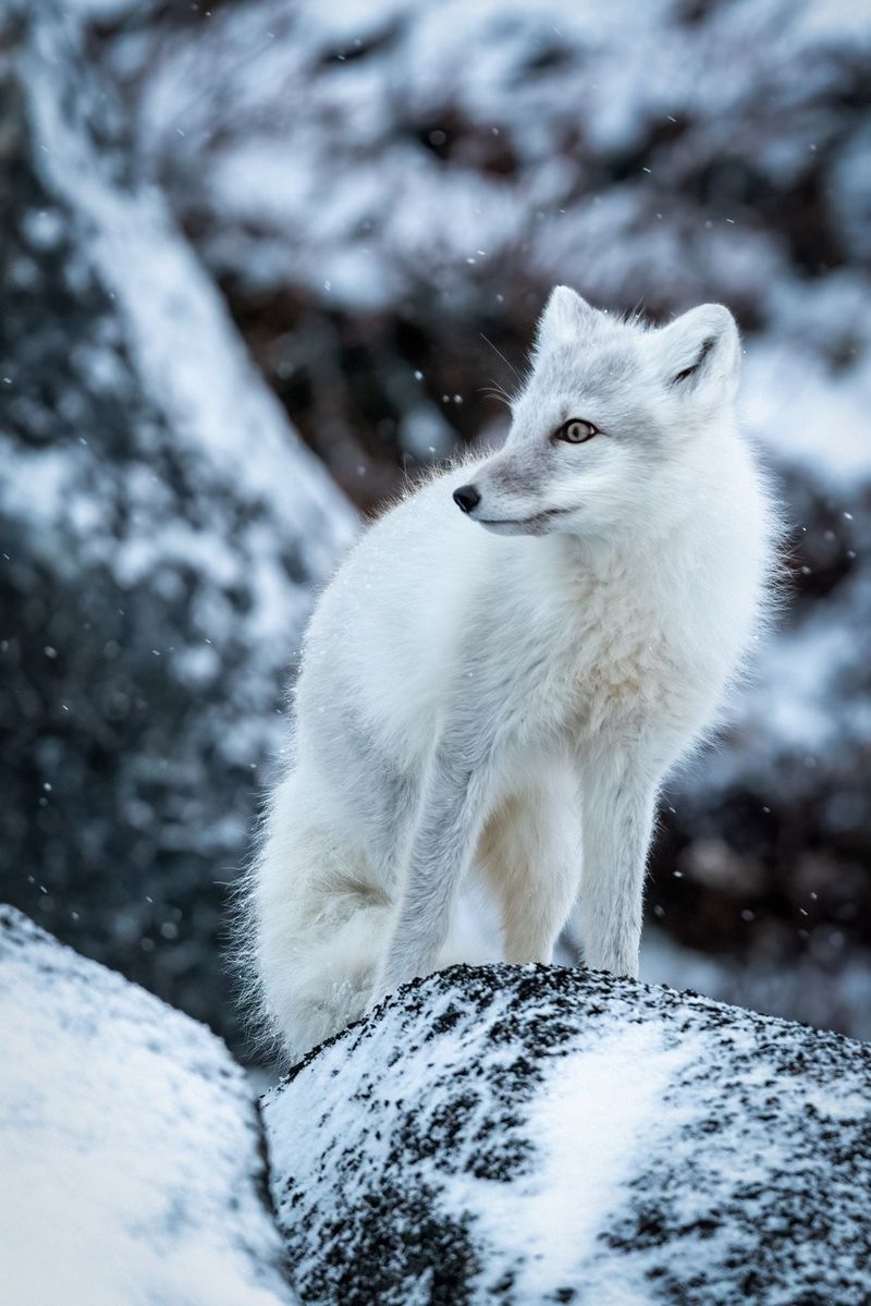 Arctic Fox