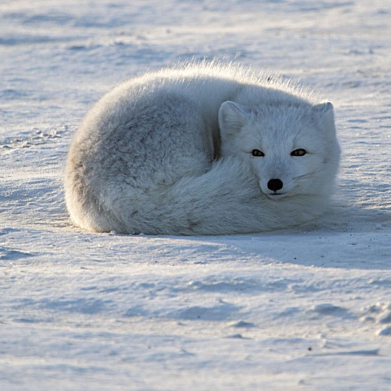 Arctic Fox