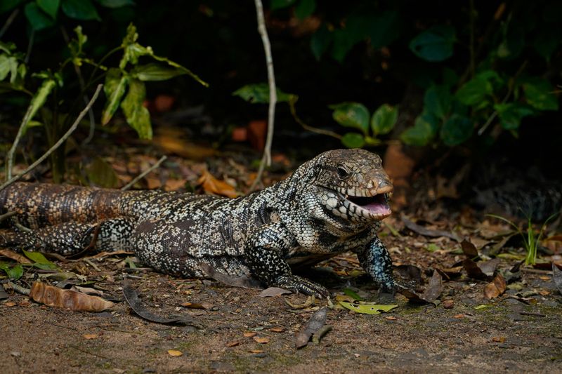 Argentine Black and White Tegu