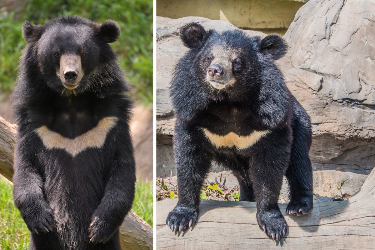 Asian Black Bear