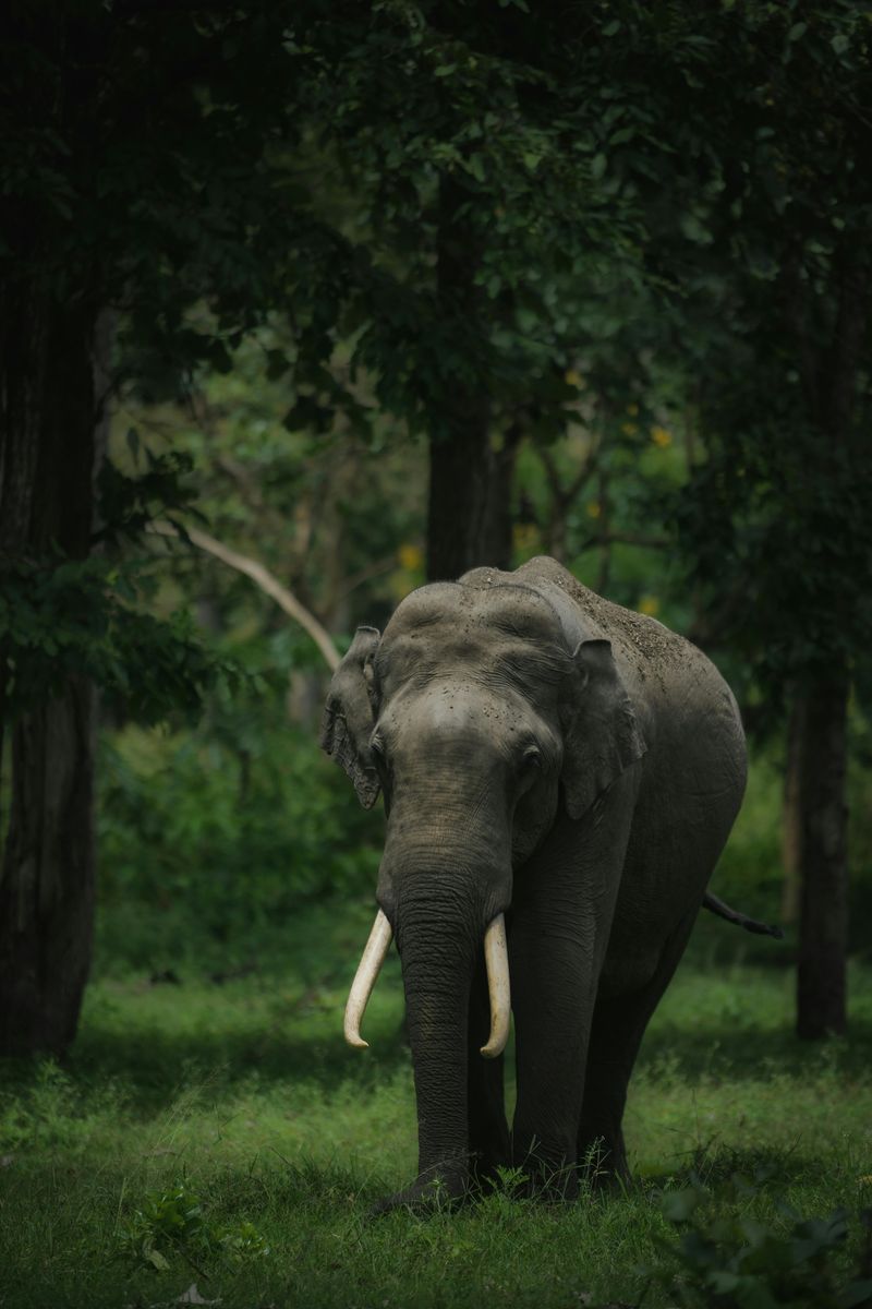 Asian Elephant