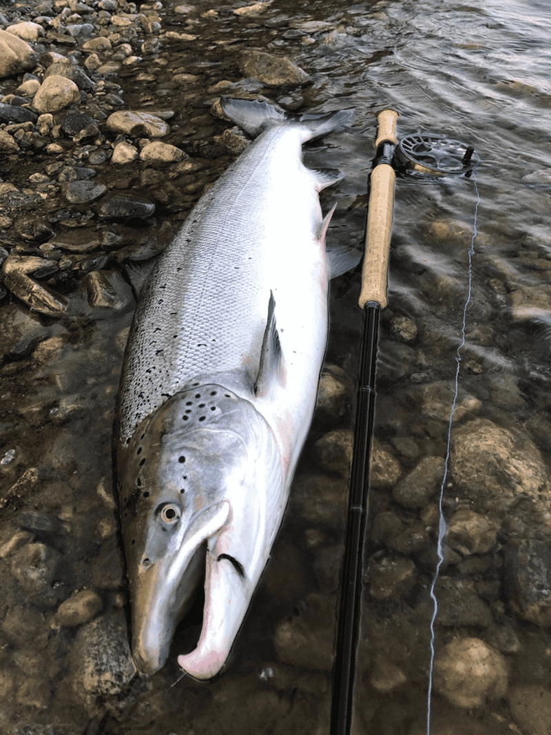 Atlantic Salmon