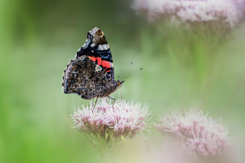 Attracting Other Wildlife