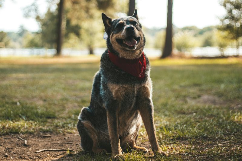 Australian Cattle Dog