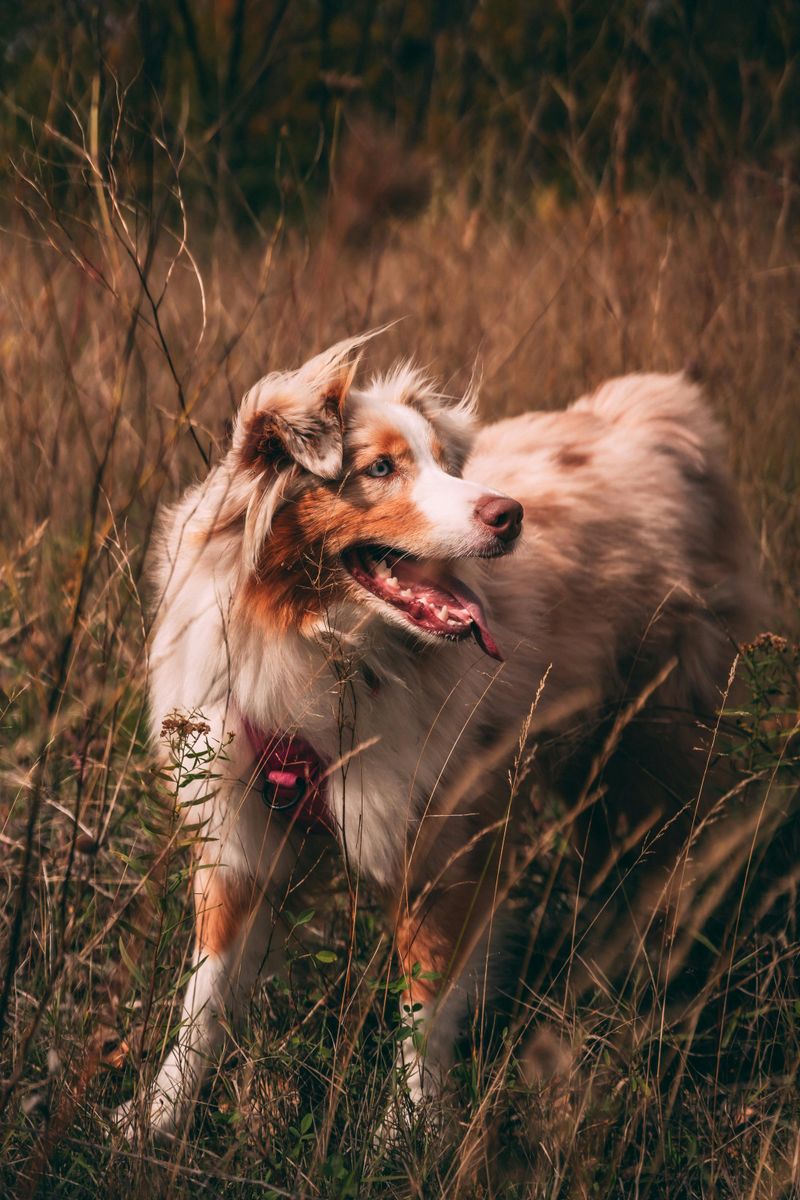 Australian Shepherd