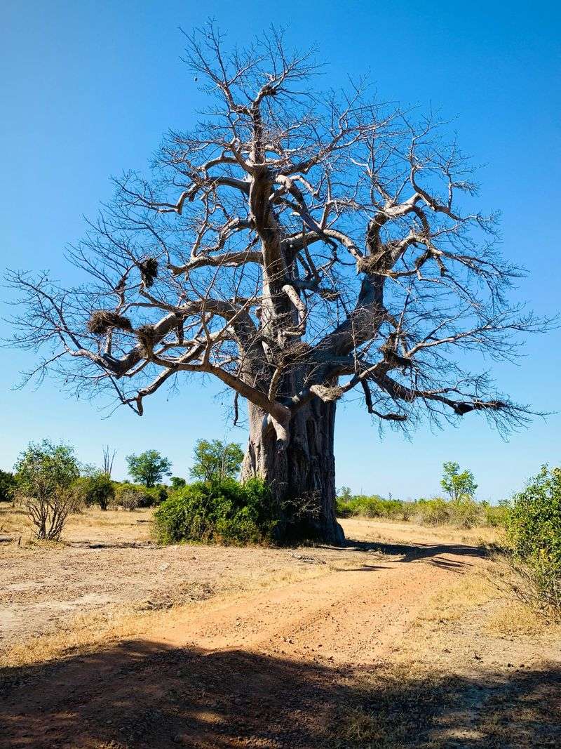 Baobab Tree