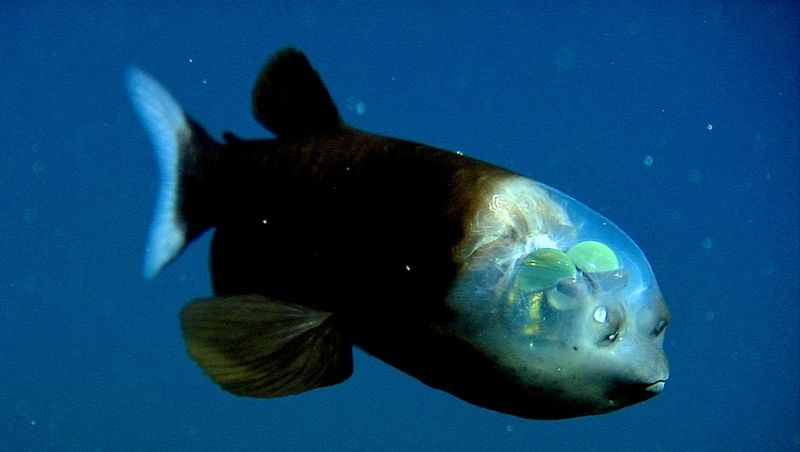 Barreleye Fish